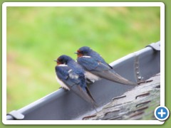 2 swallows on roof