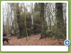 Druids pulpit2